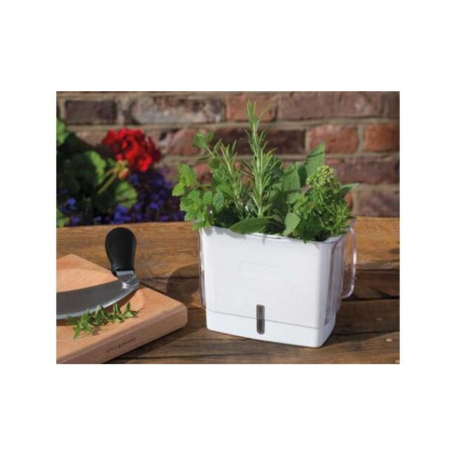 Cole & Mason Fresh Herb Keeper 3