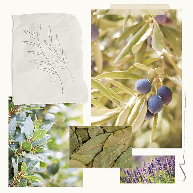 THYMES Olive Leaf Aromatic Candle Fragrances