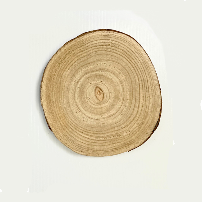 Paulownia Wood Slice 9